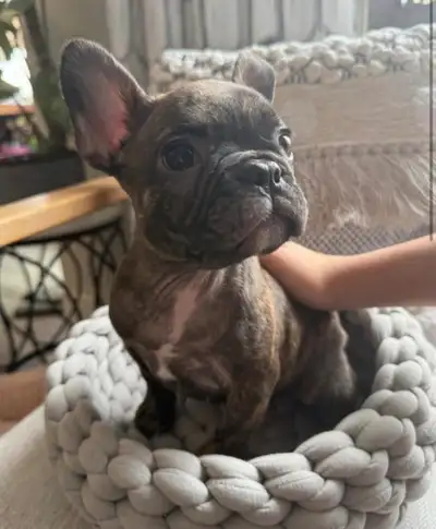 French Bulldog frenchie puppy, View more
