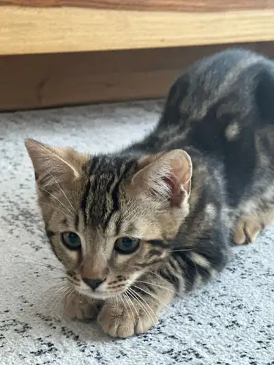 Chaton bengal marbré mâle, à la recherche d’un foyer aimant ✨ Magnifique, joueur et plein d’énergie...