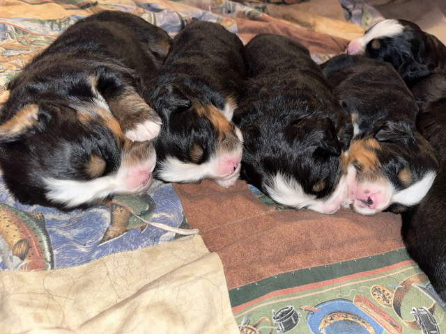 Bernese mountain dog puppies in Dogs & Puppies for Rehoming in Brandon - Image 4