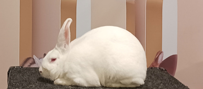 Purebred Rabbits, View more