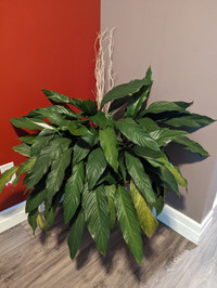 Healthy Giant Peace Lilly in White Pot 