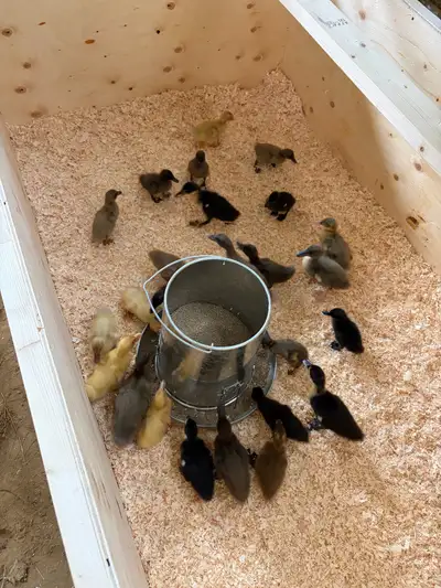 Barnyard mix ducklings. About a week old. $10 each