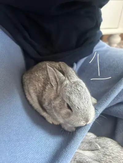 baby bunnies for sale, View more