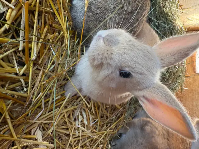Mix breed bunnies (Flemish X) in Livestock in Moncton - Image 5
