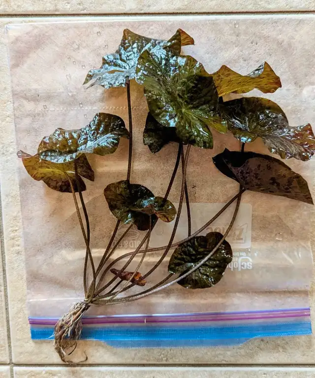 Aquarium plant - Red Tiger Lotus in Fish for Rehoming in Markham / York Region - Image 3