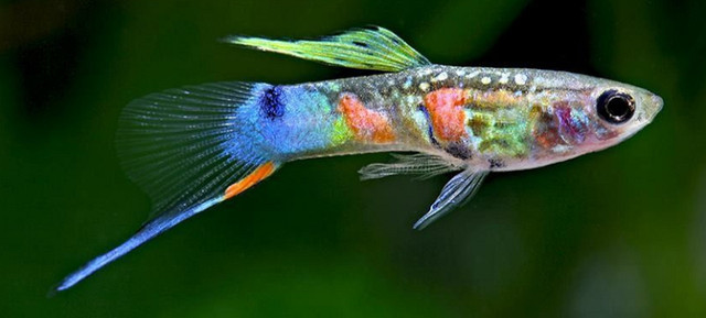 Swordtail Guppy fishes for sale or trade, Fish for Rehoming, Ottawa
