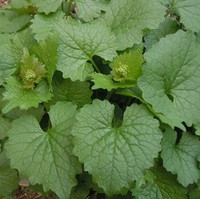 Garlic Mustard plants