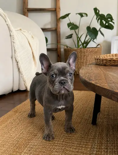 French Bulldog Female Puppy - Ready for her new home, View more