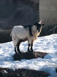 Pygmy Goat looking for new home