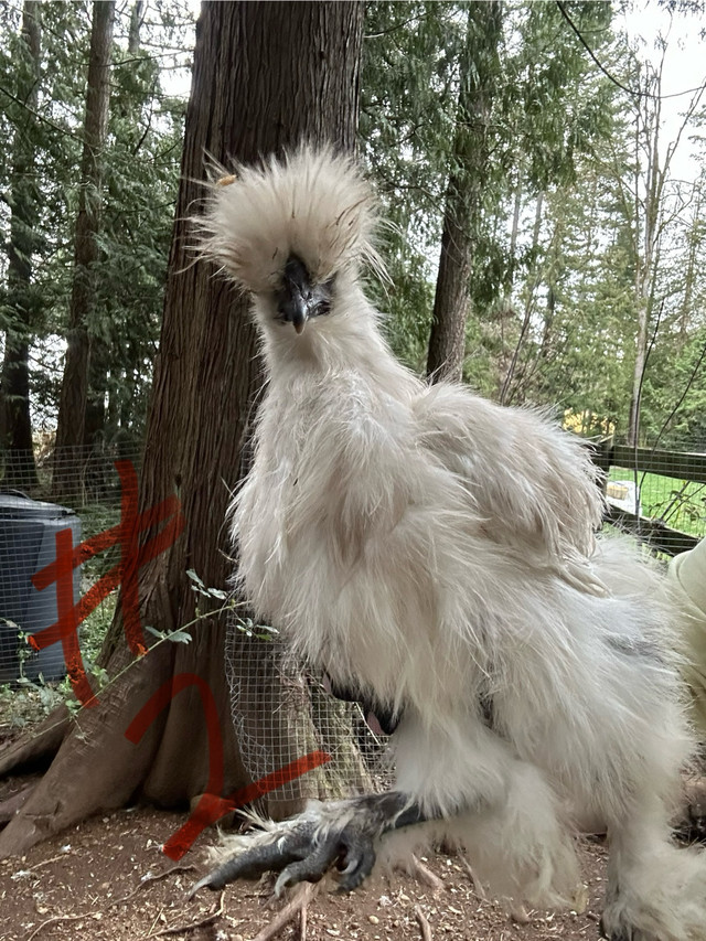 Silkie roosters in Livestock in Delta/Surrey/Langley