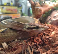 highway morph ball python Kawartha Lakes Peterborough Area Preview