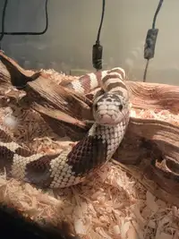 Desert California king snake 
