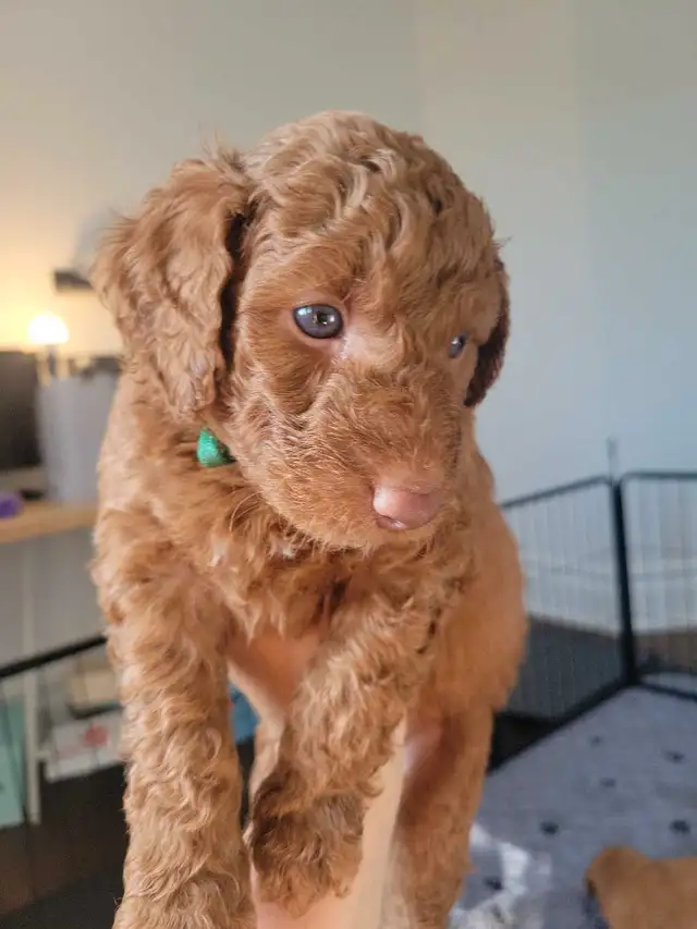 Reserve your mini Goldendoodle today! go home date end of July in Dogs & Puppies for Rehoming in Gatineau - Image 5