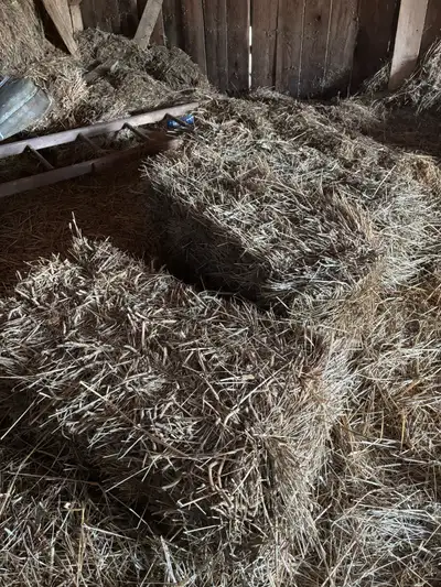 FREE Hay, View more