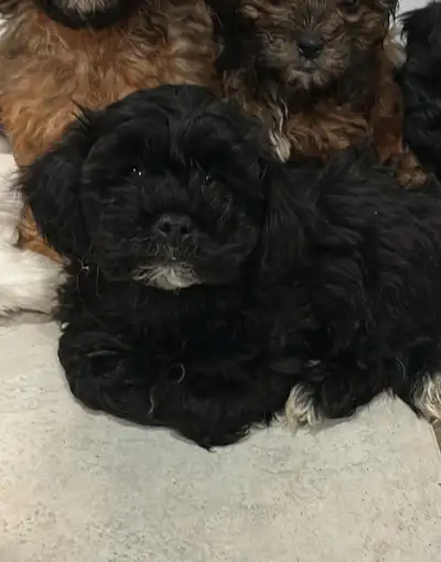 Male and female Shihtzu x toy poodle .. Hypoallergenic puppies ready for new homes. Vet checked, dew...