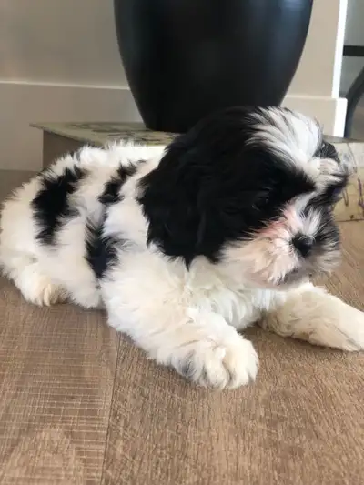 Bichon Shihtzu puppy, View more