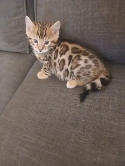 Bengal a vendre, View more