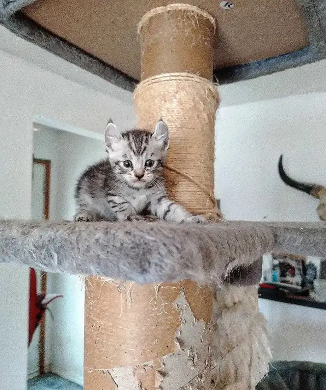 Chaton Highland Lynx desert in Cats & Kittens for Rehoming in Sherbrooke - Image 10