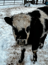 Miniature Heifer calf for sale