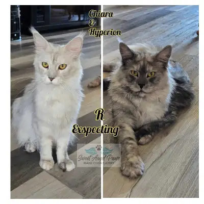 tica registered mainecoons kittens, View more