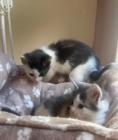 Adorable & sweet ragdoll-mix kittens!, View more