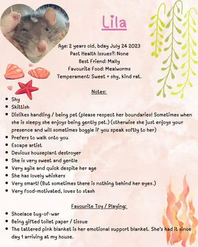 Rehoming - 4 Female Rats for pickup in Killarney area, View more