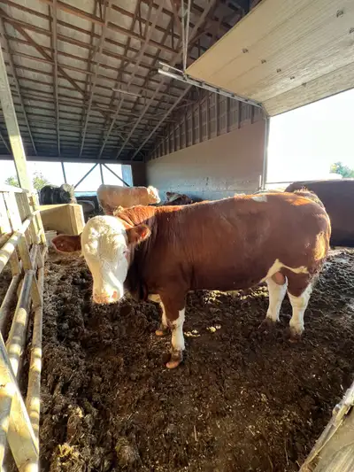 Simmental yearling Bulls, View more