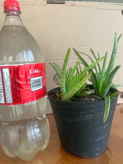 Aloe Vera house plant, View more