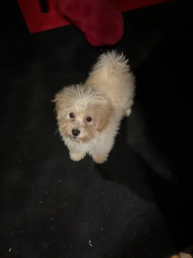 maltipoo puppy girl in Dogs & Puppies for Rehoming in Mississauga / Peel Region - Image 4