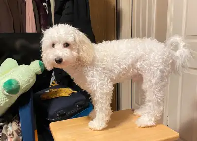 Mini Poodle Dog , View more