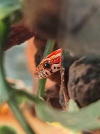 baby corn snake Kawartha Lakes Peterborough Area Preview