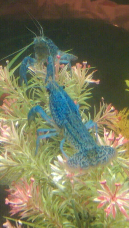 Crayfish and Crayfish For Aquarium Fish Tank on Sale in Fish for Rehoming in Ottawa - Image 2