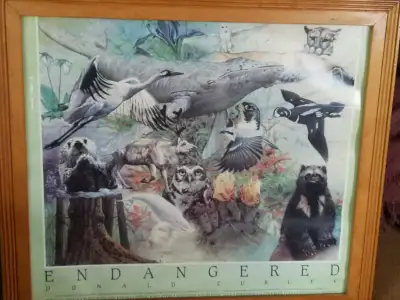 Endangered species., View more