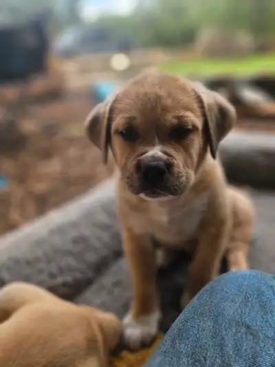 Giant Cuddle Bugs ready to Go home, View more