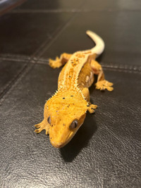 Eyelash crested gecko