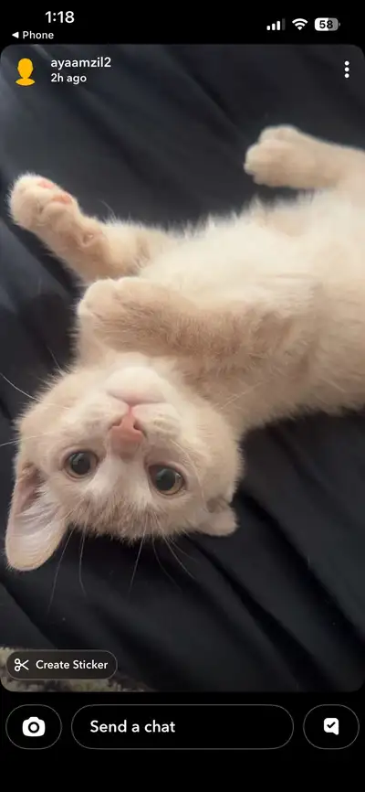 5 months old kitten, View more
