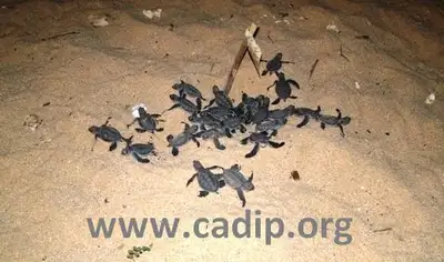 Protecting the Sea Turtles in Guayabitos, Mexico, View more