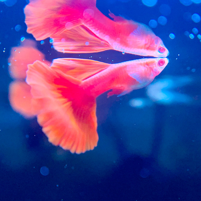 Stunning Guppies for Every Tank in Fish for Rehoming in Barrie - Image 2