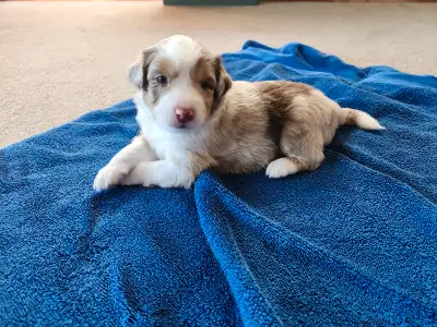 Mini Australian Shephards are extremely smart. I enjoy spending time with them, to ensure they becom...