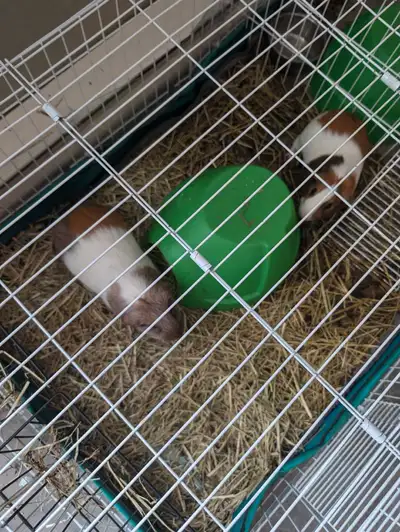 Guinea Pigs and cage, View more