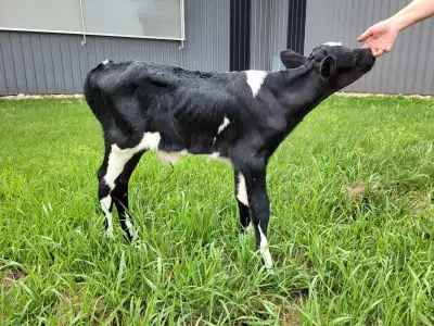 We have 3 bottle fed Norwegian calves forsale of various ages. Calf 1 - we named this little guy spu...