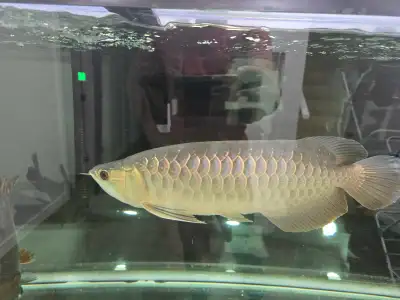Highback Asian Arowana, View more