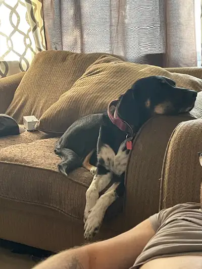 Me and my boyfriend are both 44 and are in search for a house on the north end to rent for March 1st...