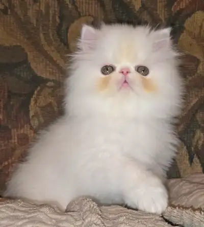 Persian Kitten, View more