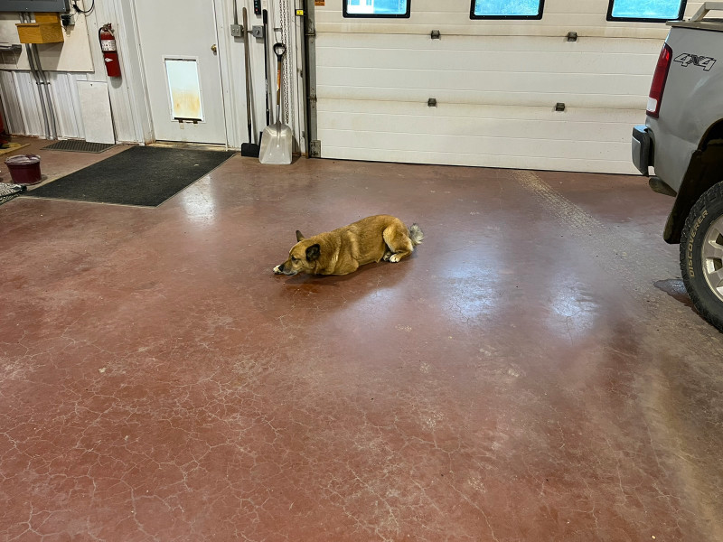 Two great acreage dogs to give away!! Dogs & Puppies for Rehoming Grande Prairie Kijiji