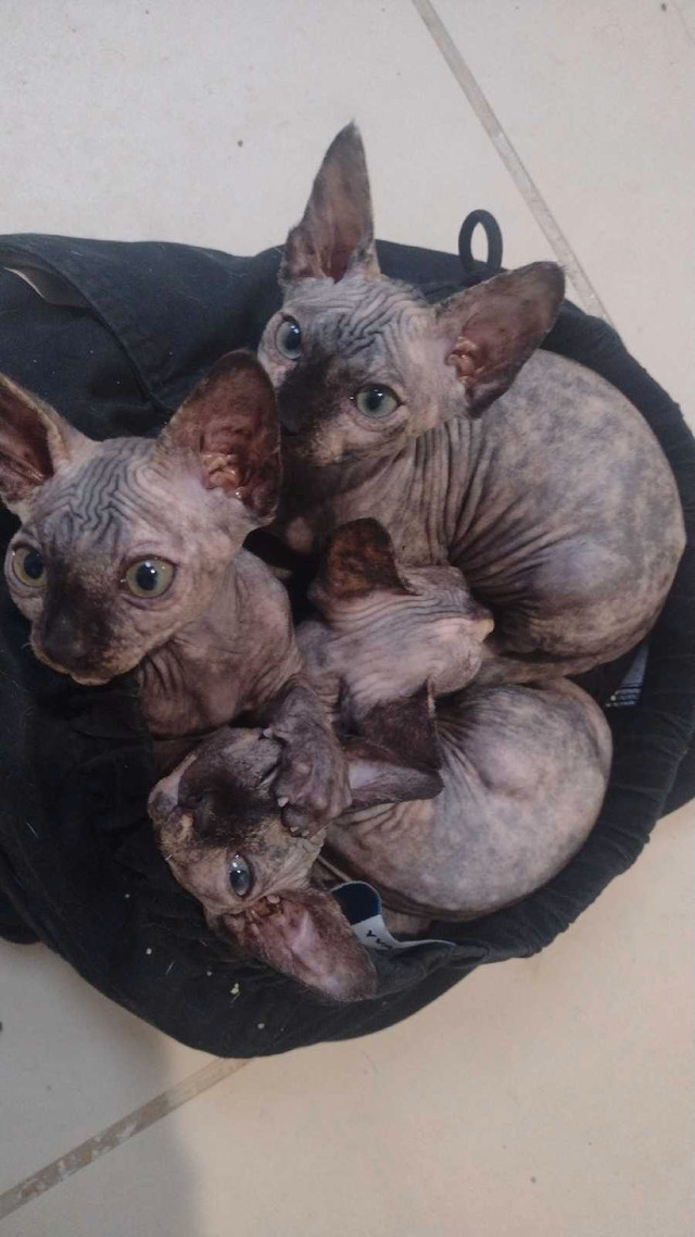 Sphinx kittens  dans Chats et chatons à adopter  à Owen Sound - Image 3