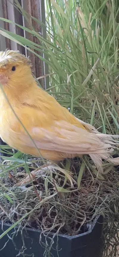 Female Canary .Yellow crested canary., View more