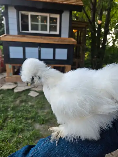 2 Silkie Chicks. Born, April 15th. Both are pretty calm. Asking 15.00 each. Would like them to go to...
