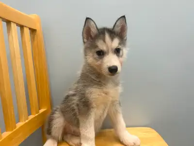 GORGEOUS SIBERIAN HUSKY PUPPIES, View more