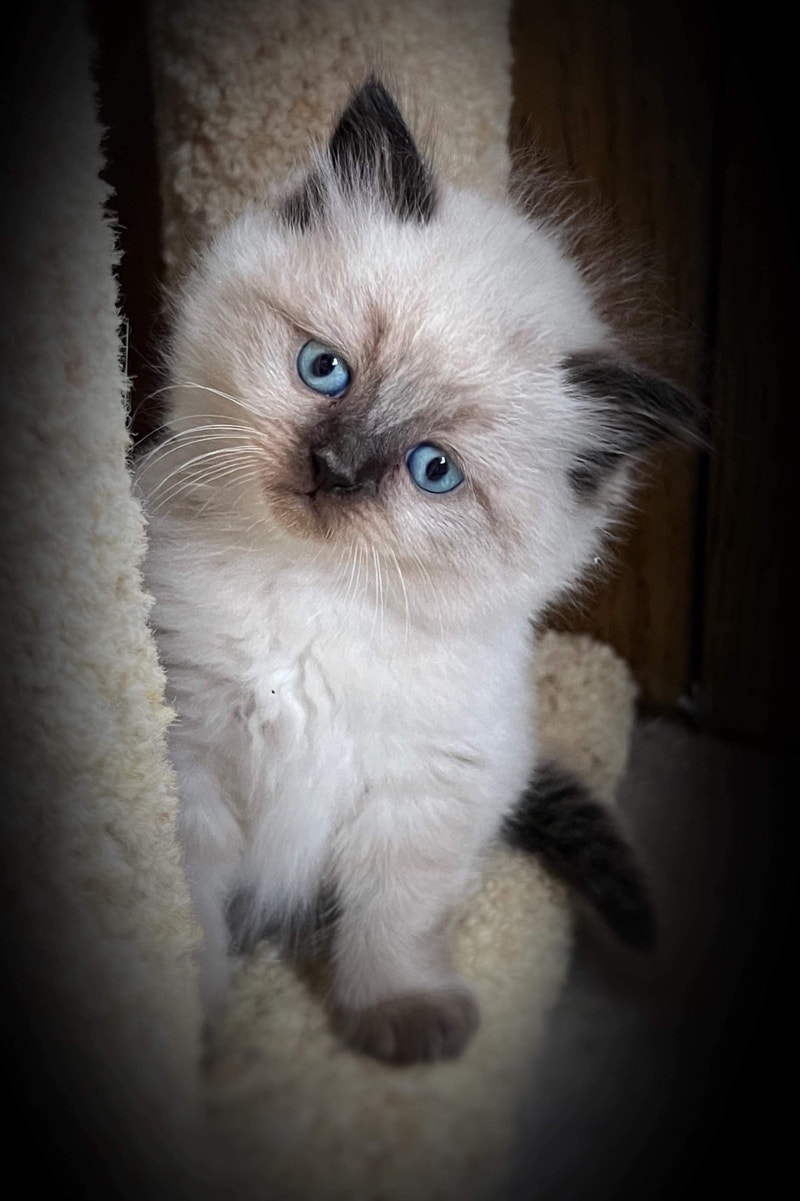 Ragdoll kittens Cats & Kittens for Rehoming Saint John Kijiji